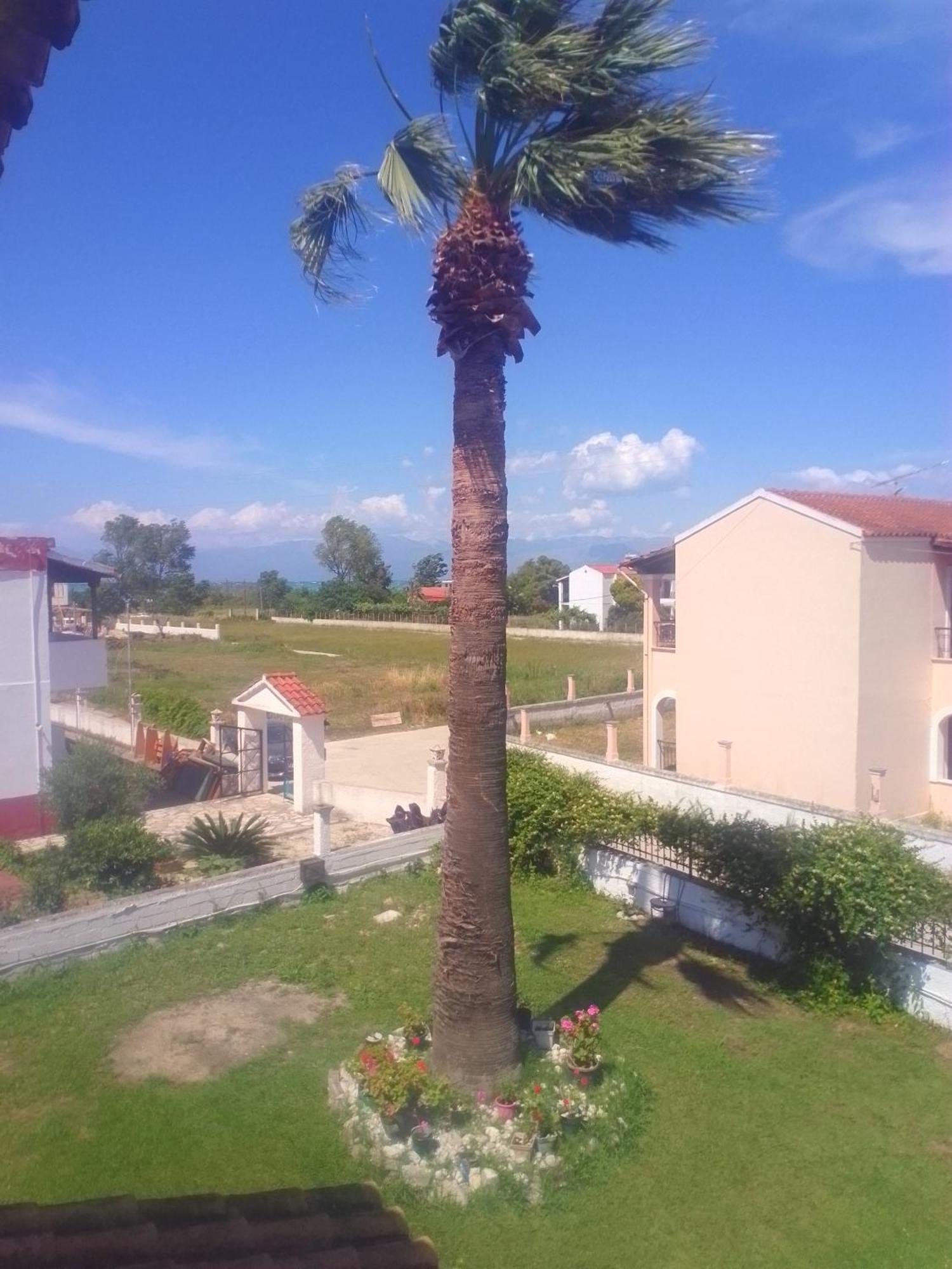 Dolphin & -next To The Roda (Corfu)